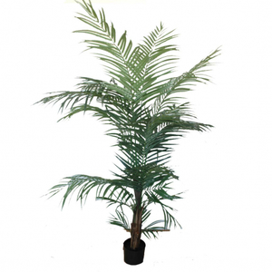 Areca 1,50 artificial